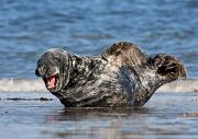 Kegelrobbe - Grey Seal  (Halichoerus grypus)